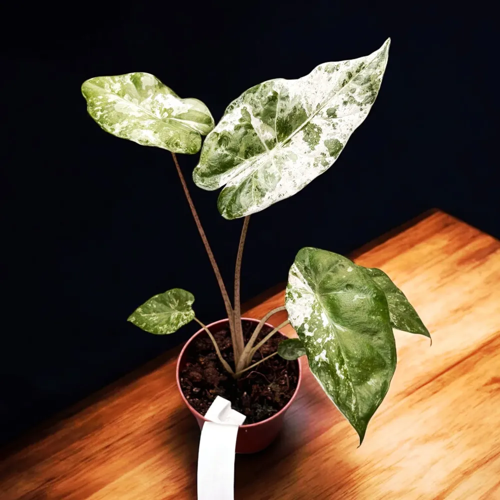 Alocasia odora 'Variegata-Batik'
