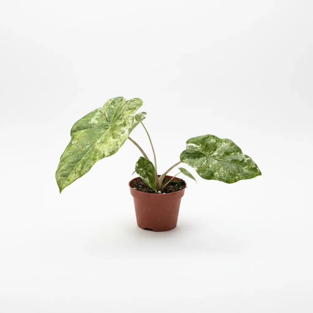 Alocasia odora 'Variegata-Batik'