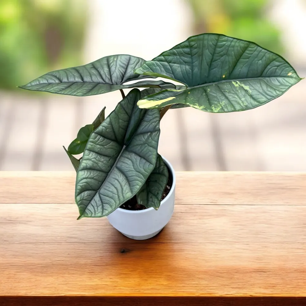 Alocasia 'Platinum Variegata’ - unicat