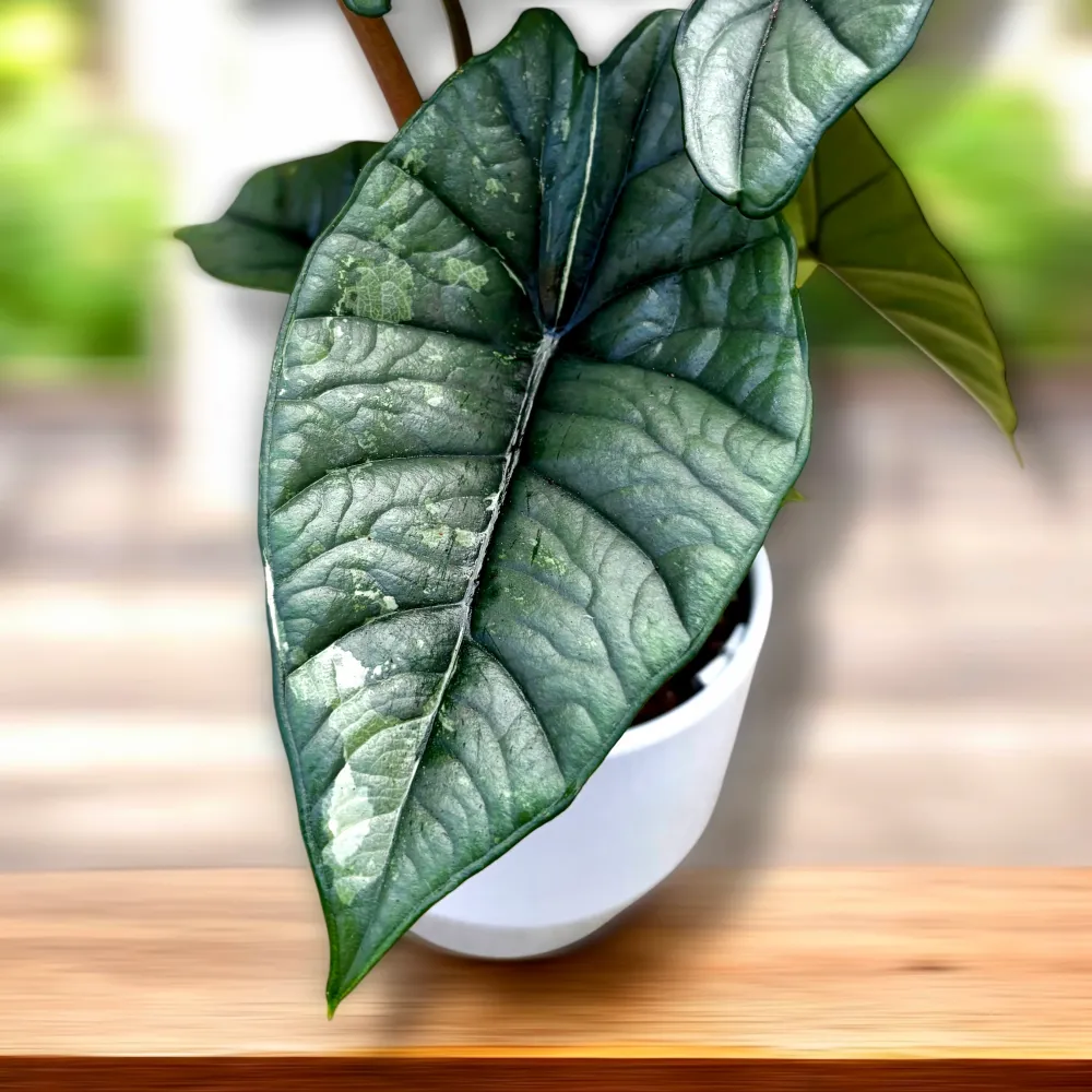 Alocasia 'Platinum Variegata’ - unicat
