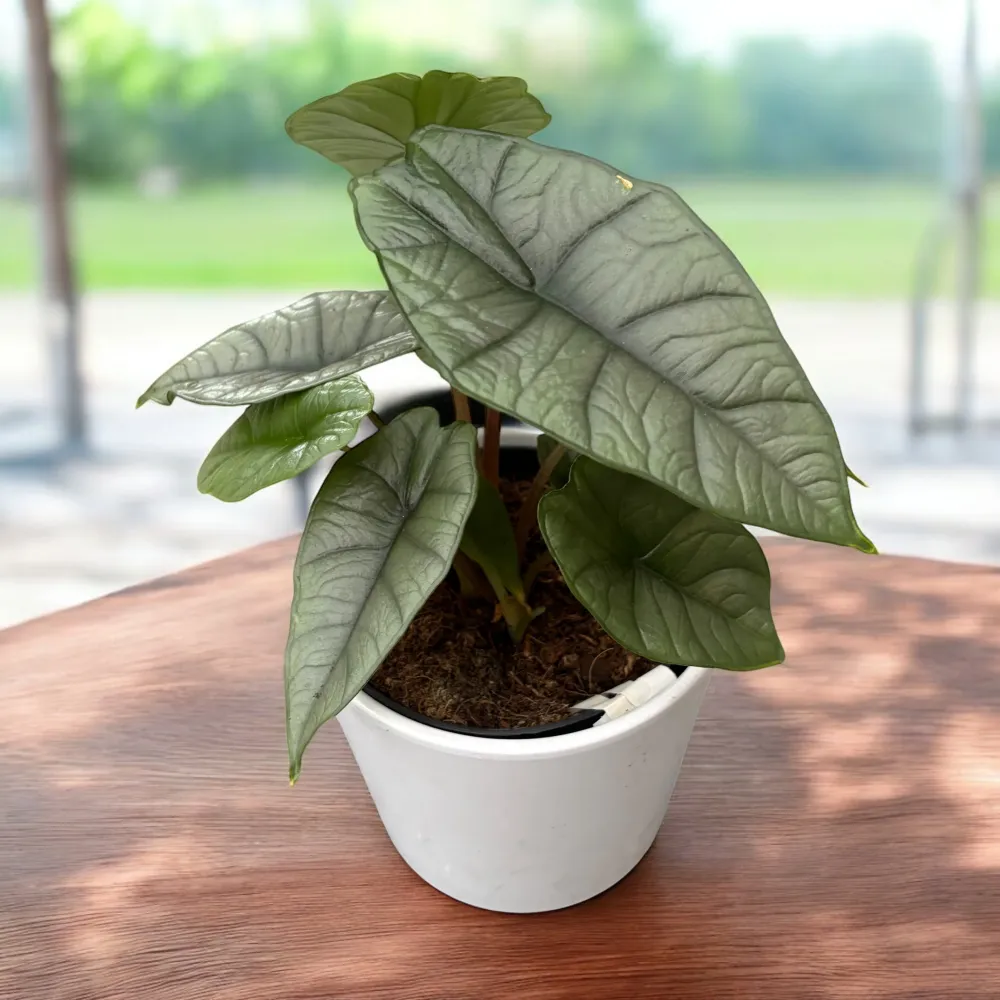 Alocasia 'Platinum' - varietate rara cu frunzis argintiu-metalizat