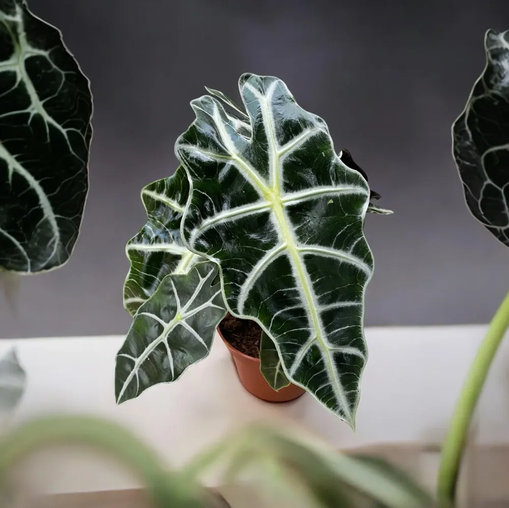 Alocasia Polly - Urechea elefantului varianta compacta si spectaculoasa