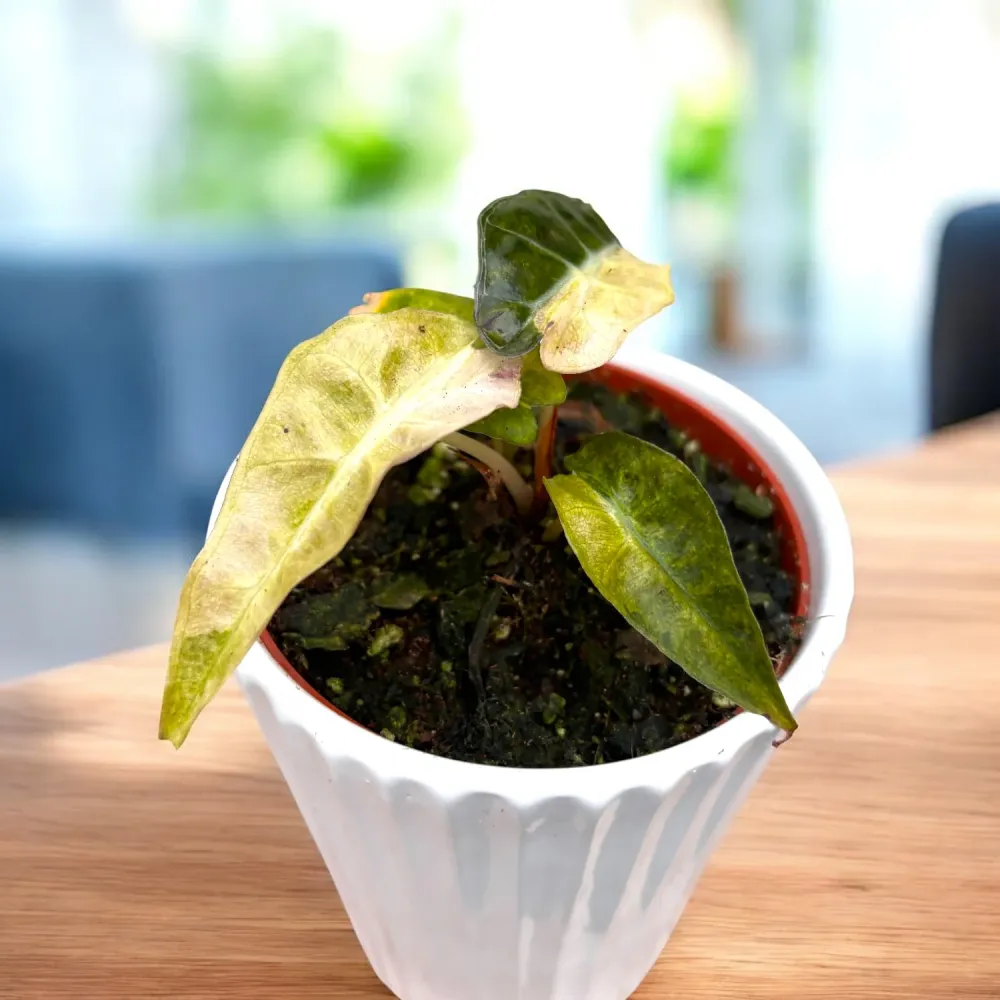 Alocasia 'Polly' Yellow Variegata