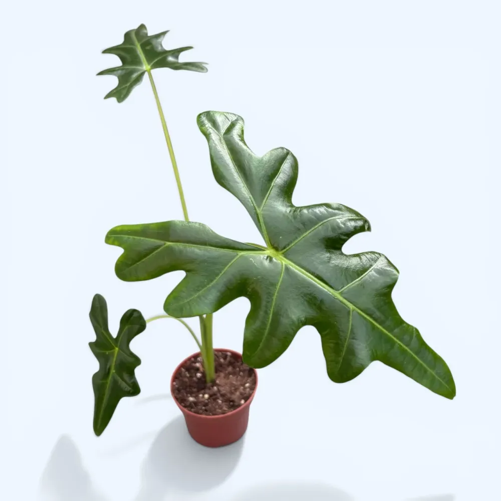 Alocasia portei (Malaysian Monster)