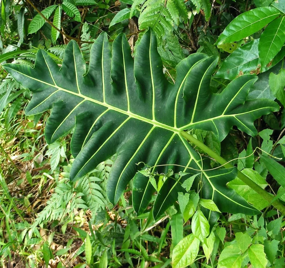 Alocasia portei (Malaysian Monster)