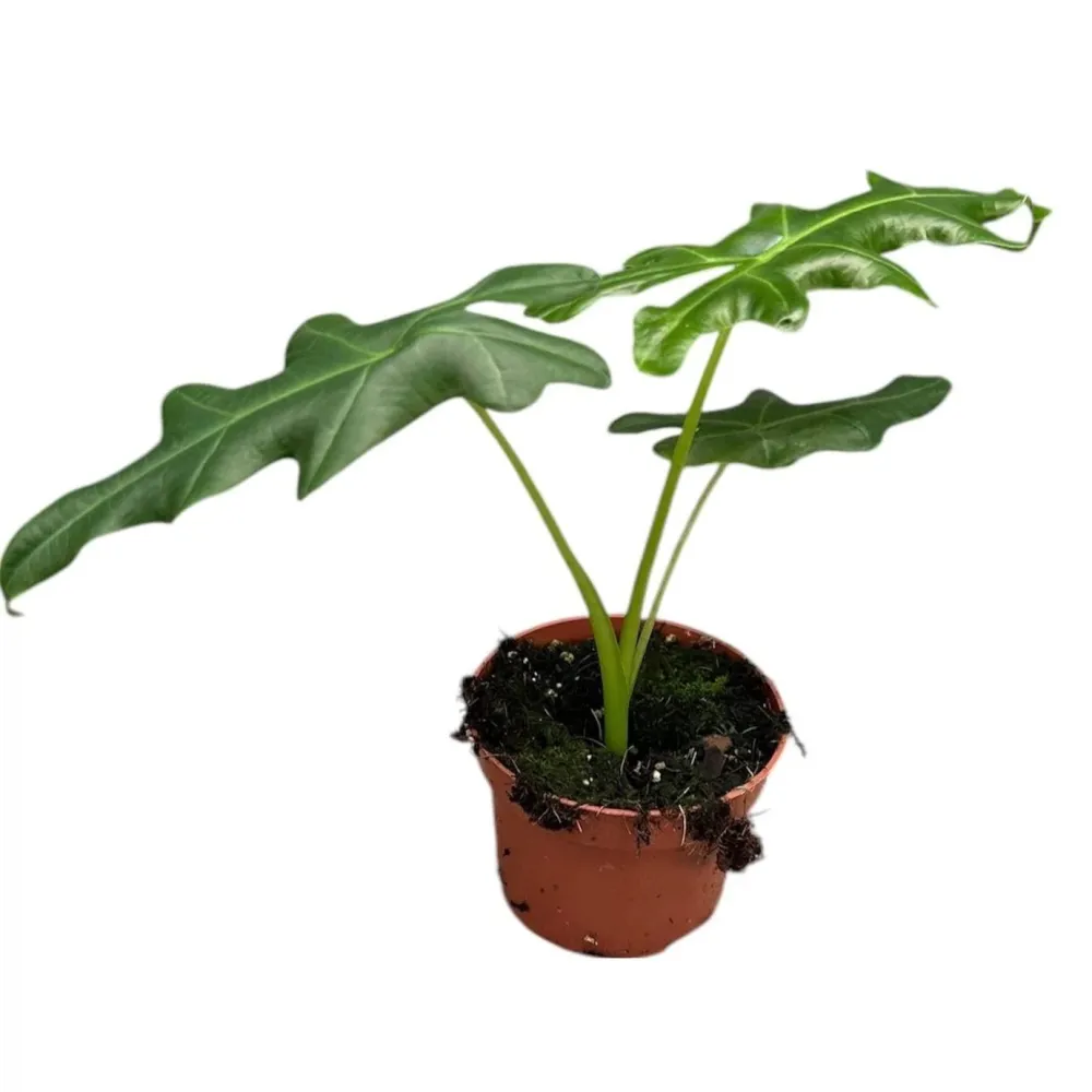 Alocasia portei (Malaysian Monster)