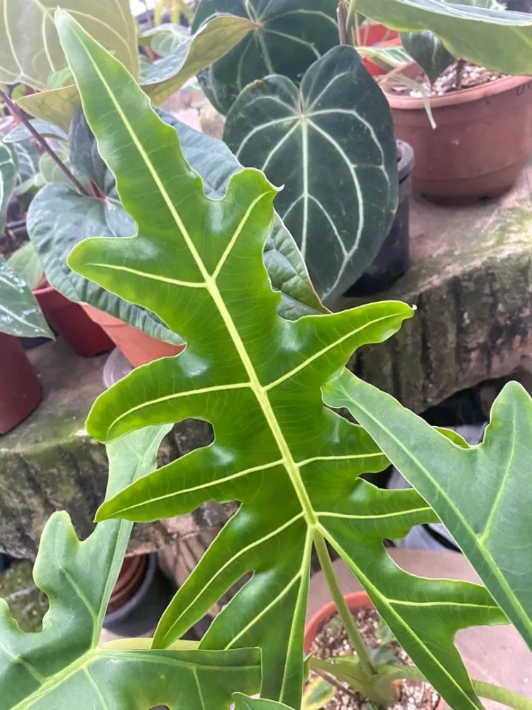 Alocasia portei (Malaysian Monster)
