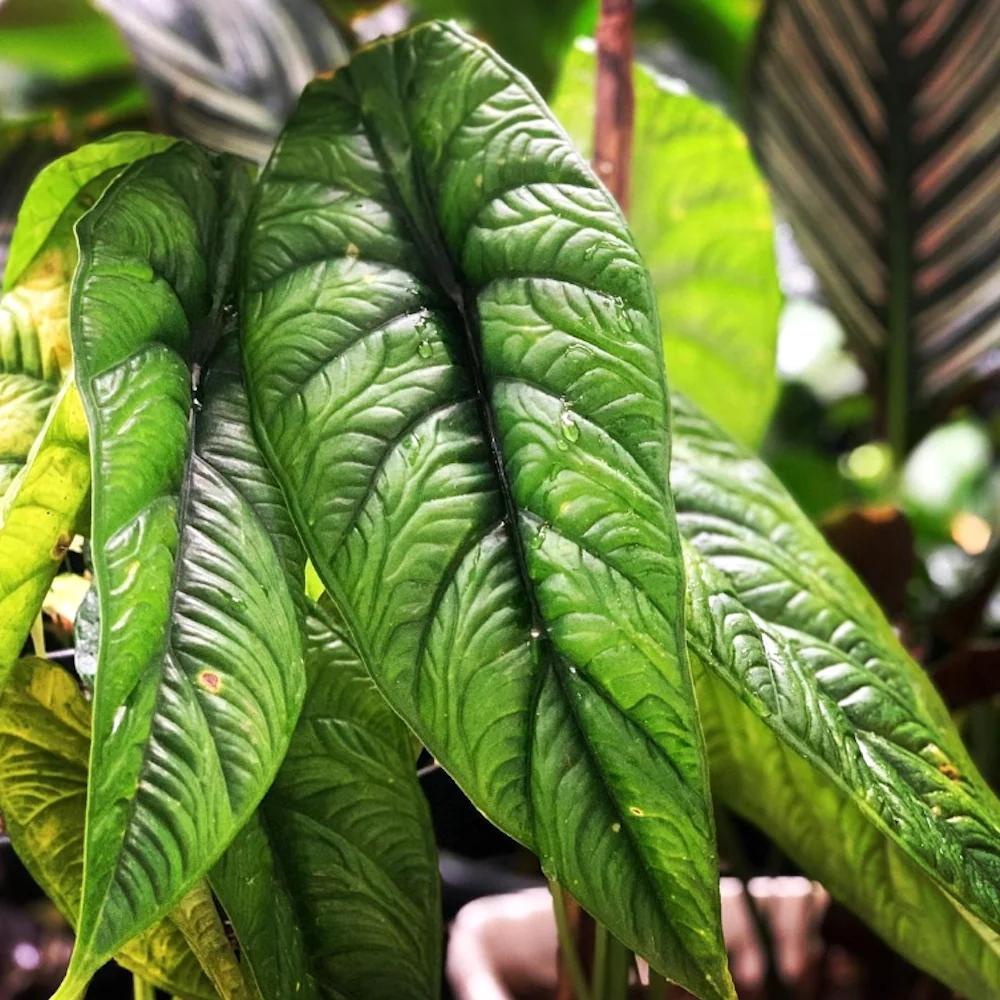 Alocasia puncakborneensis (Alocasia borneensis)