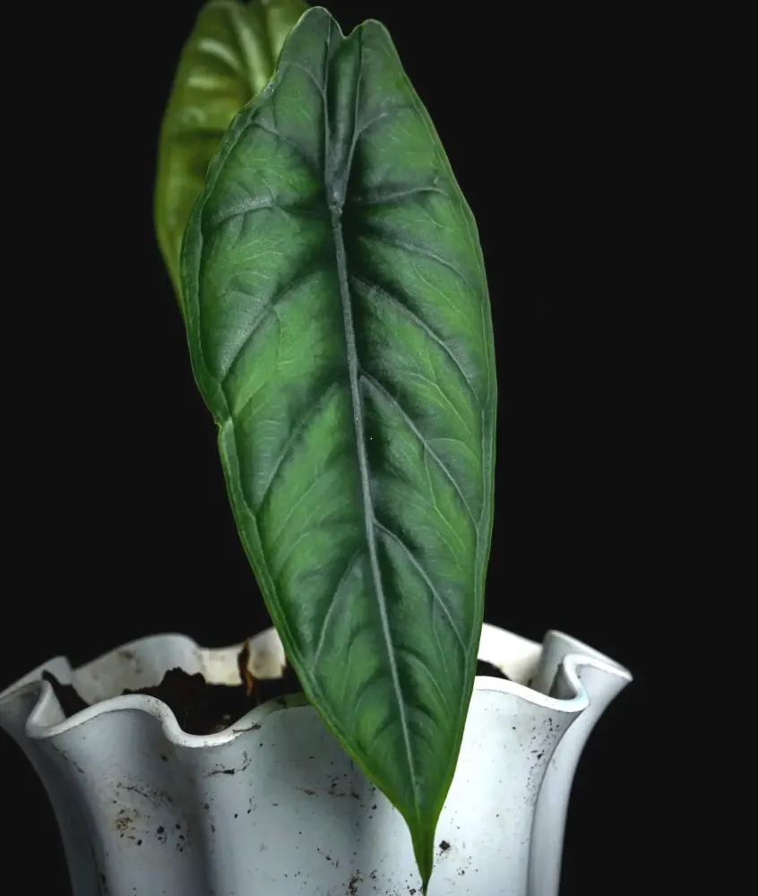 Alocasia puncakborneensis (Alocasia borneensis)