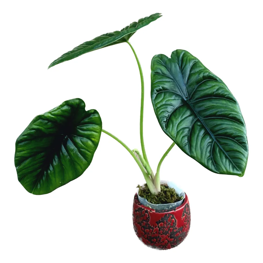 Alocasia puncakborneensis (Alocasia borneensis)