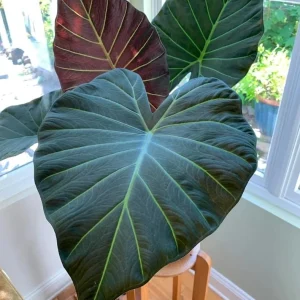 Alocasia ‘Regal Shields’