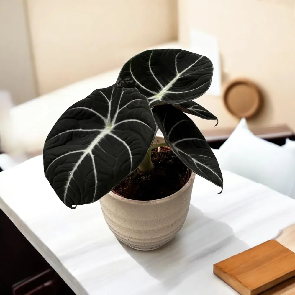 Alocasia reginula 'Black Velvet'