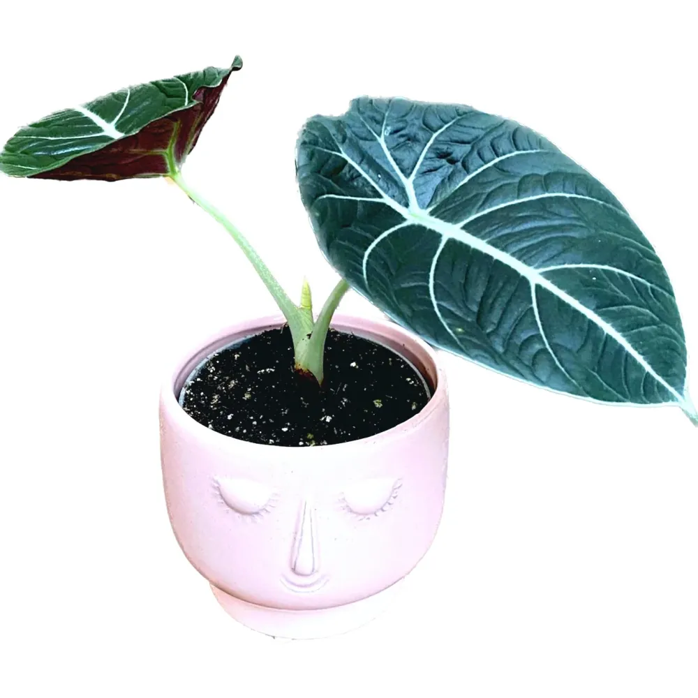 Alocasia reginula 'Black Velvet' D10