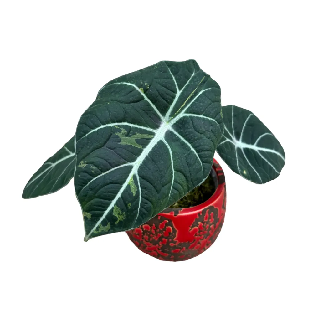 Alocasia reginula 'Black Velvet Variegata'