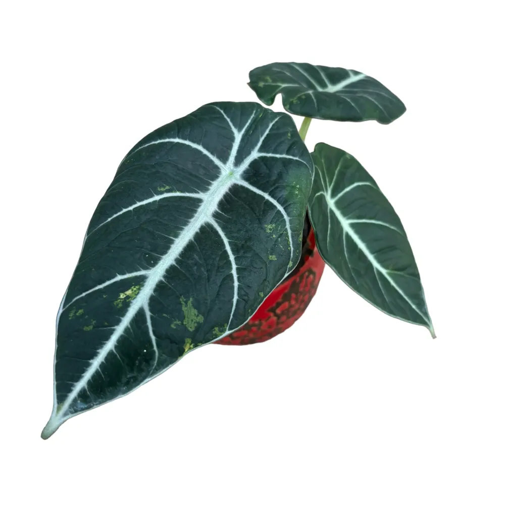 Alocasia reginula 'Black Velvet Variegata'