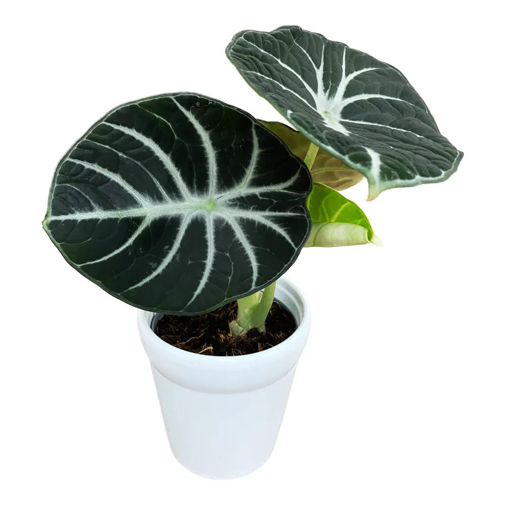 Alocasia reginula 'Ninja'