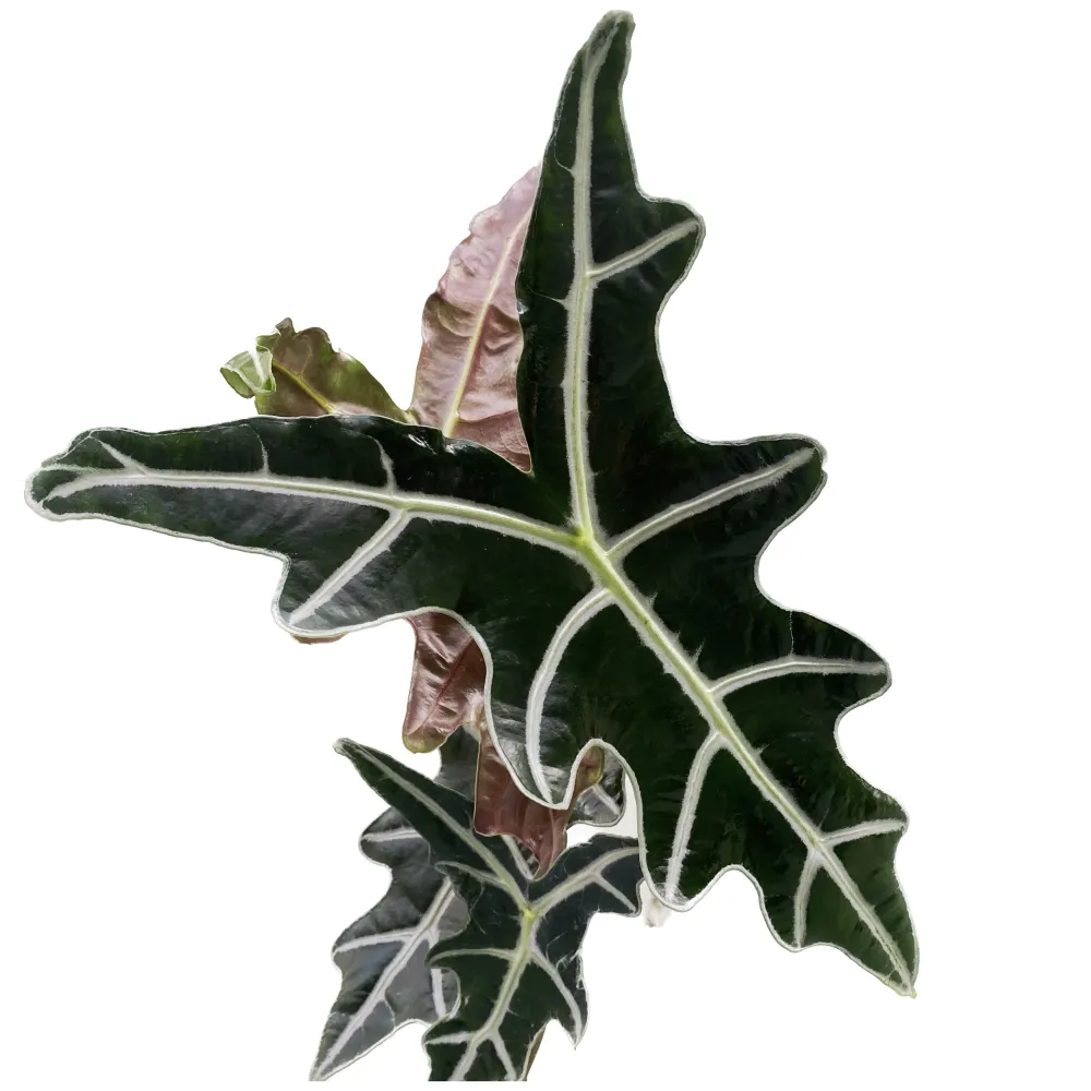 Alocasia sanderiana 'Nobilis' - babyplant, 2 frunze