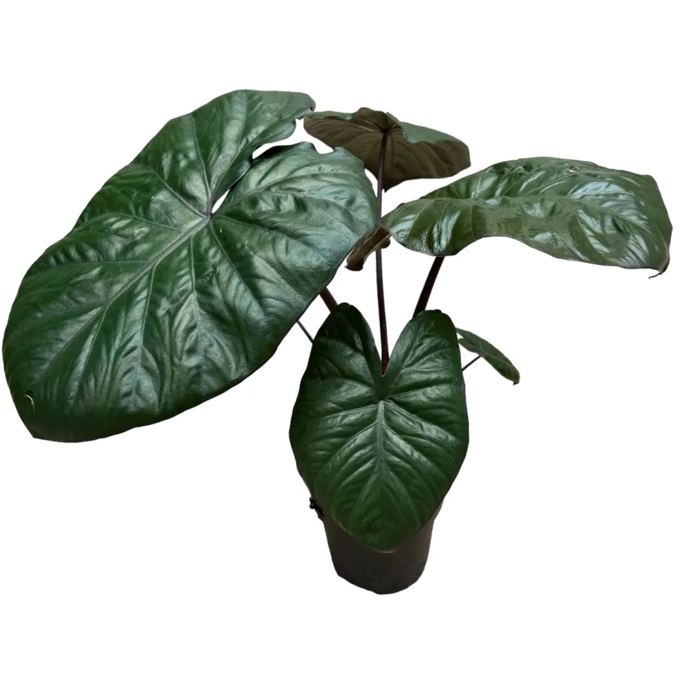 Alocasia sarawakensis 'Yucatan Princess'