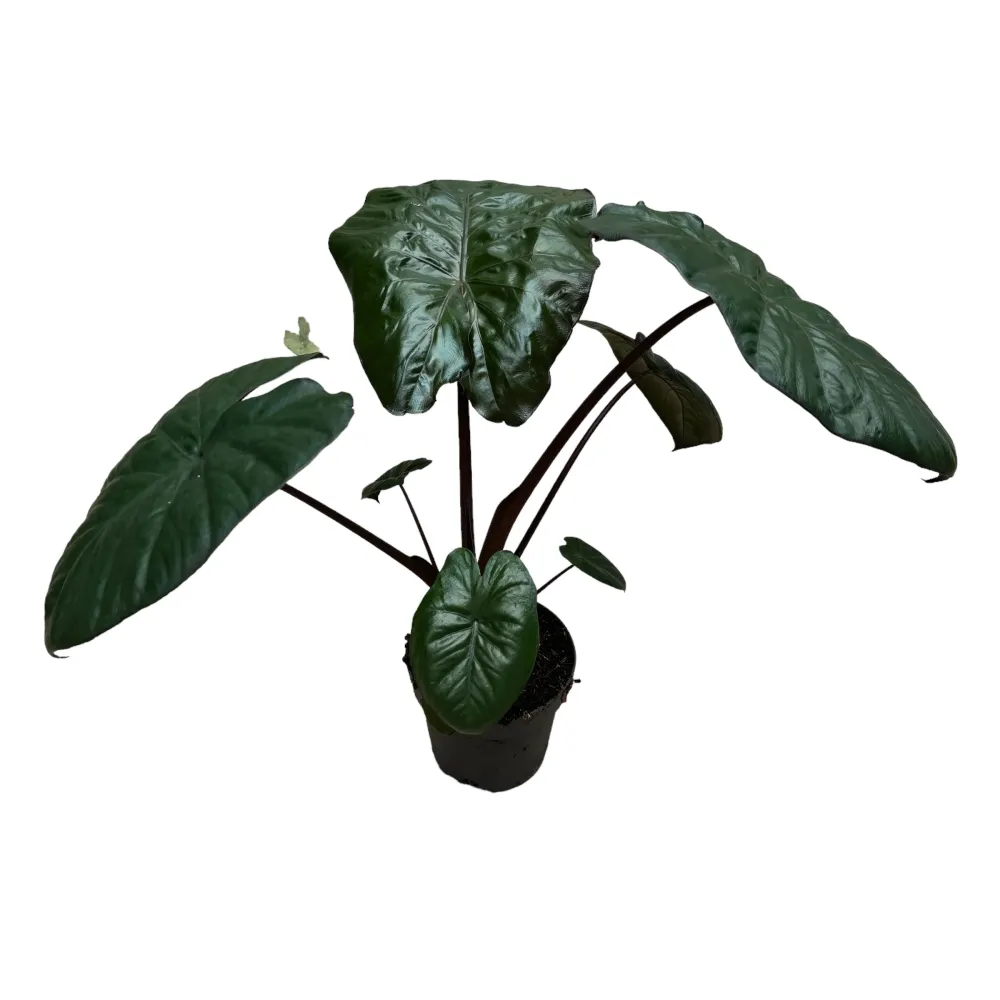 Alocasia sarawakensis 'Yucatan Princess'