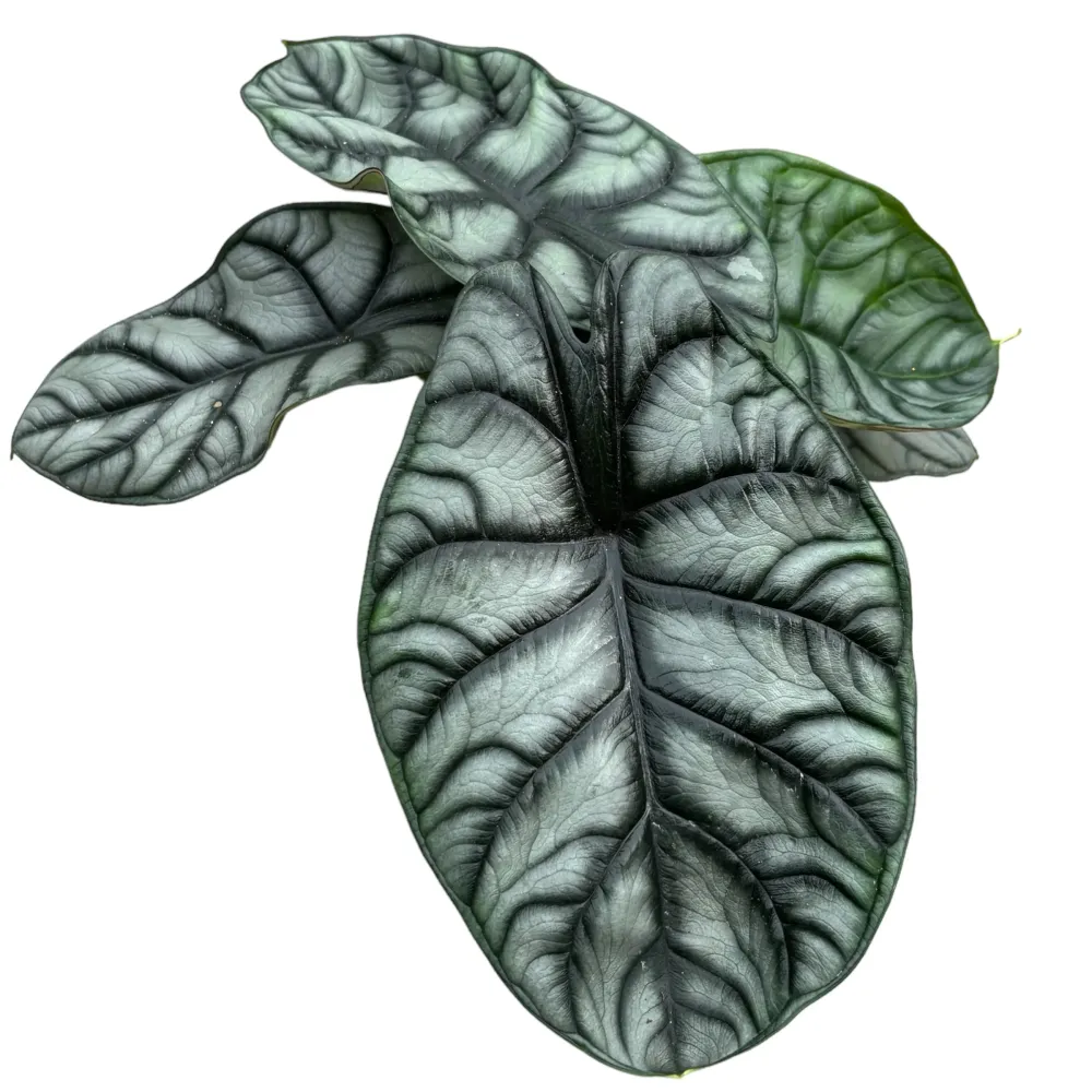 Alocasia 'Silver Dragon'