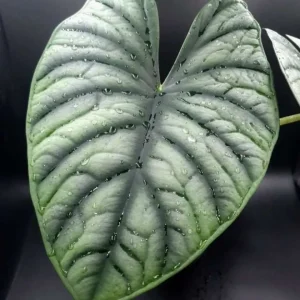 Alocasia 'Silver Nebula'