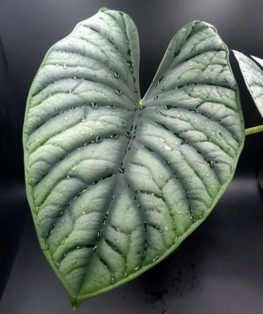 Alocasia 'Silver Nebula'