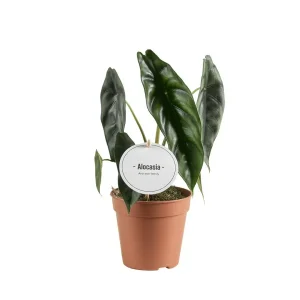 Alocasia venusta