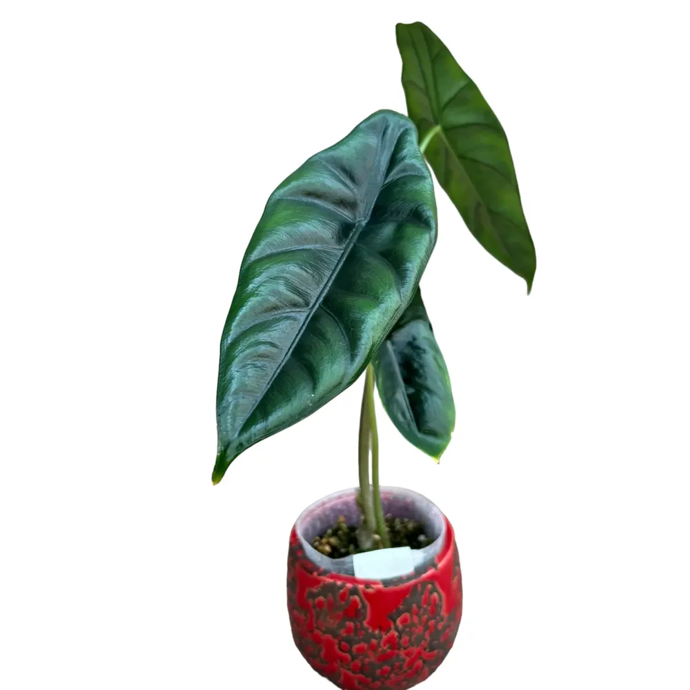Alocasia venusta