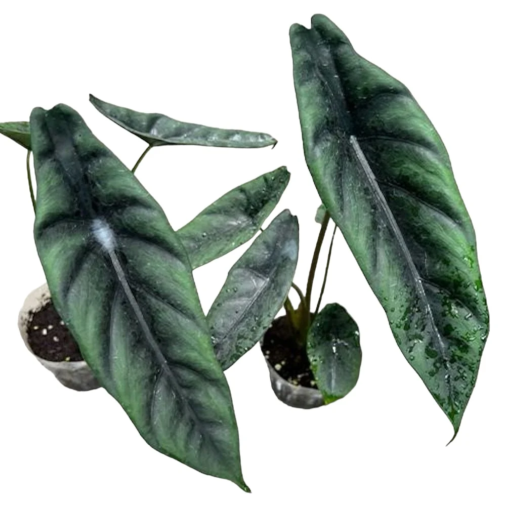 Alocasia venusta