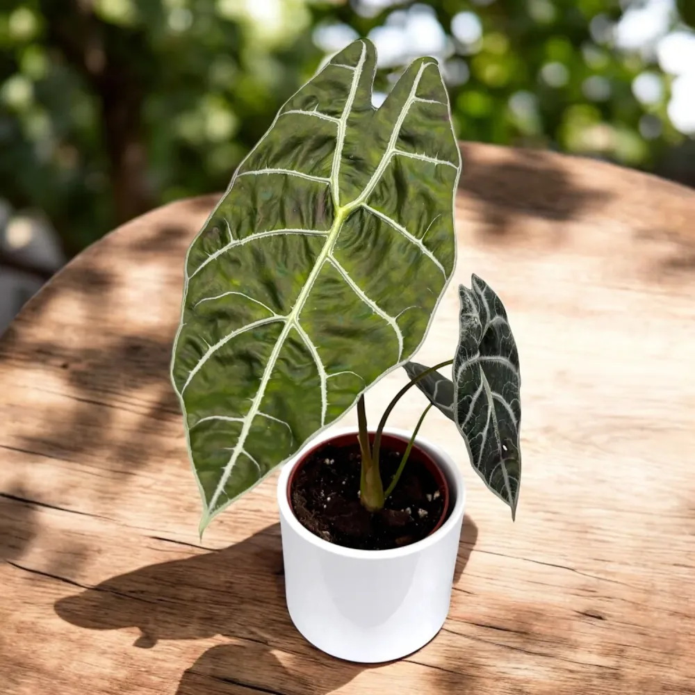 Alocasia watsoniana ‘Big Form’