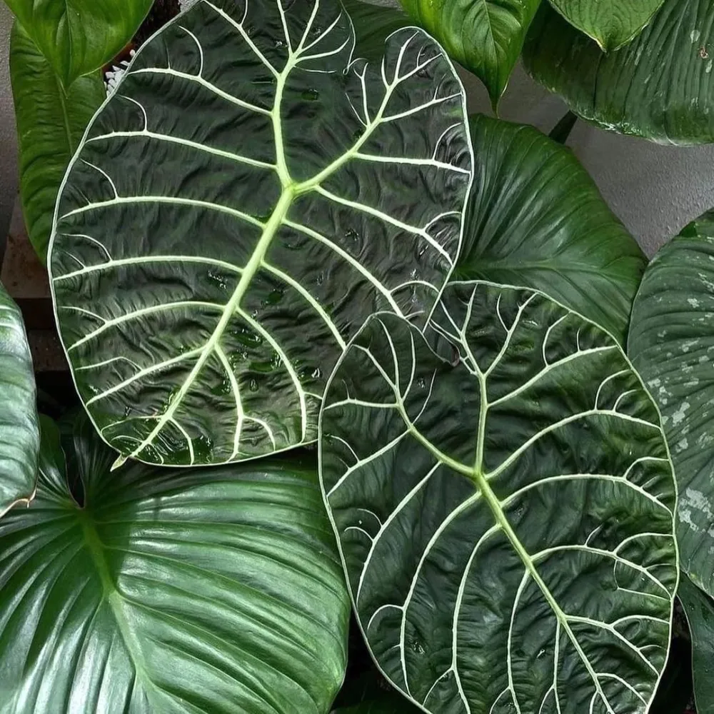 Alocasia ‘Watsoniana’ – eleganta tropicala cu frunze impozante si reflexii verzi metalice