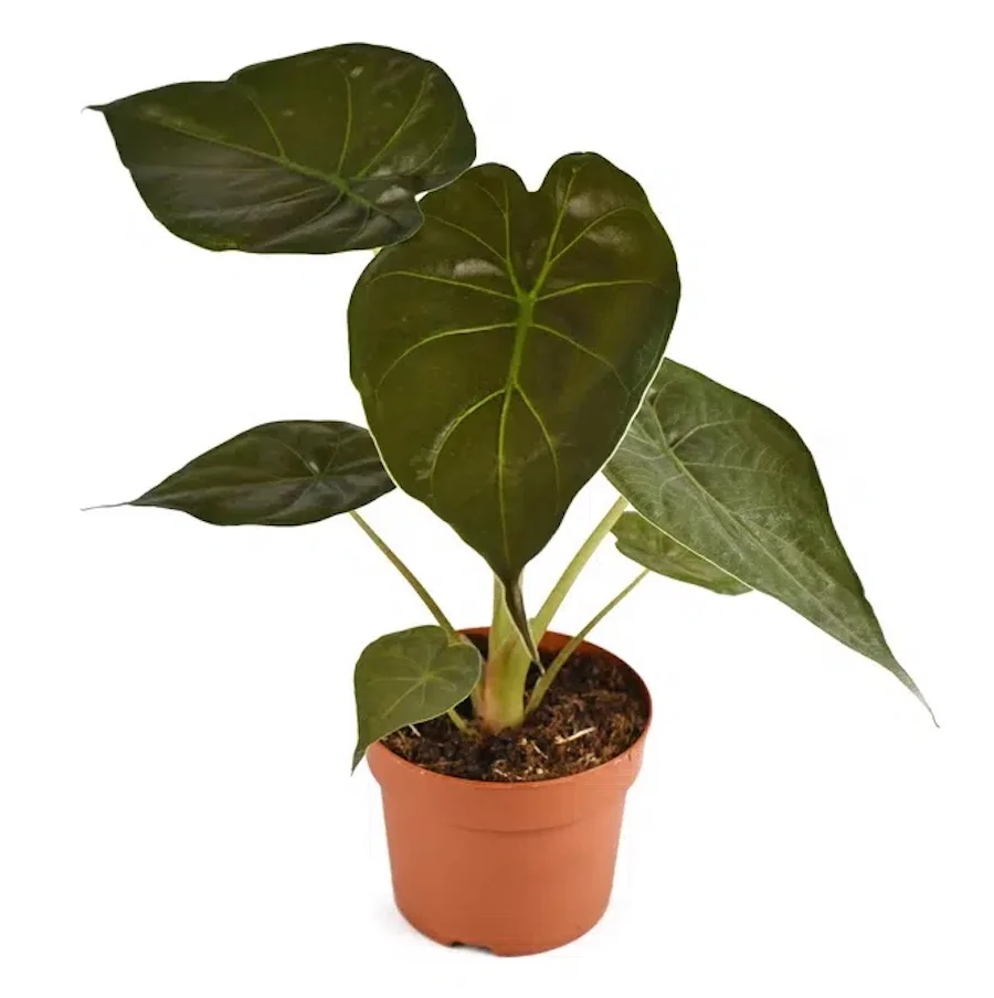 Alocasia wentii - Urechea elefantului