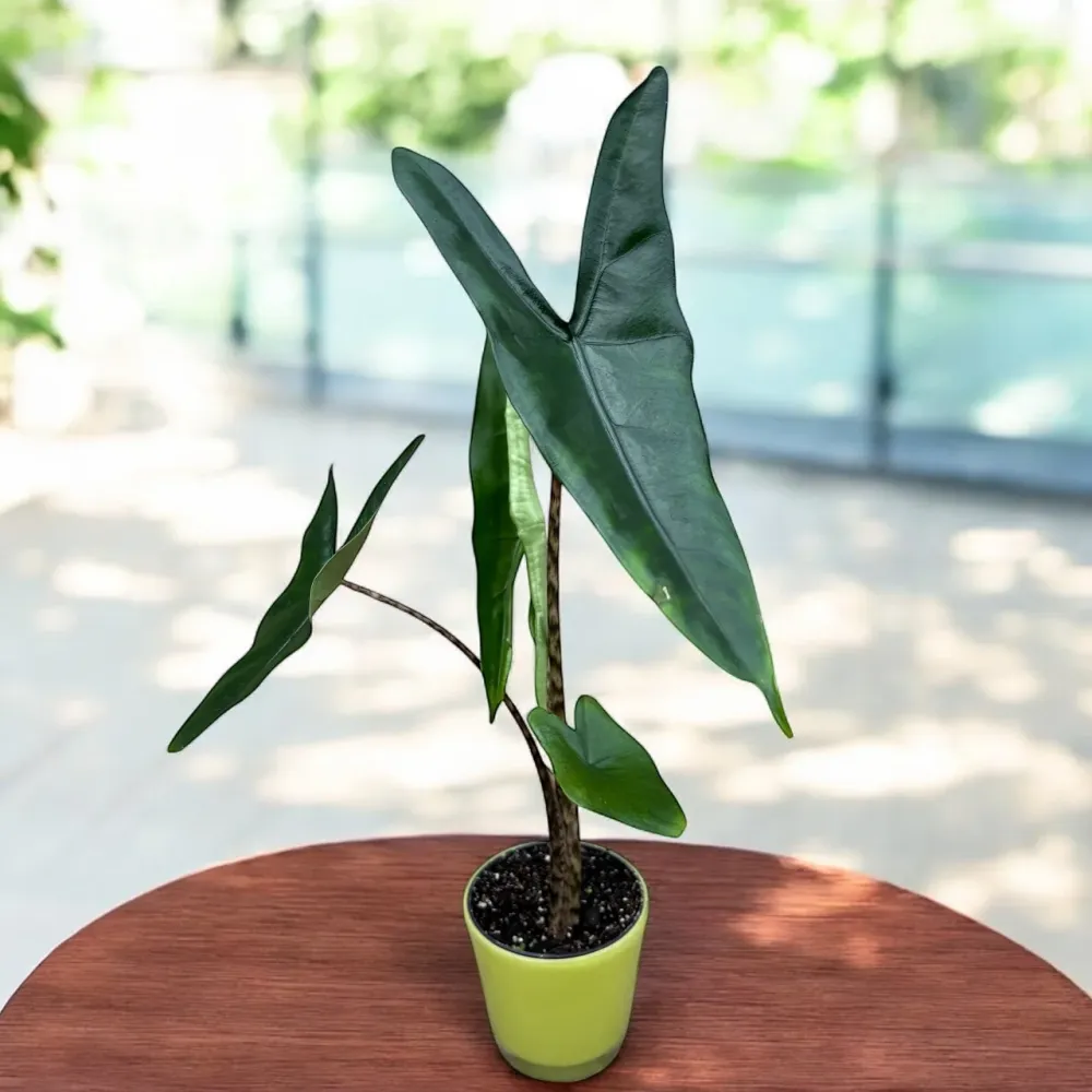 Alocasia zebrina