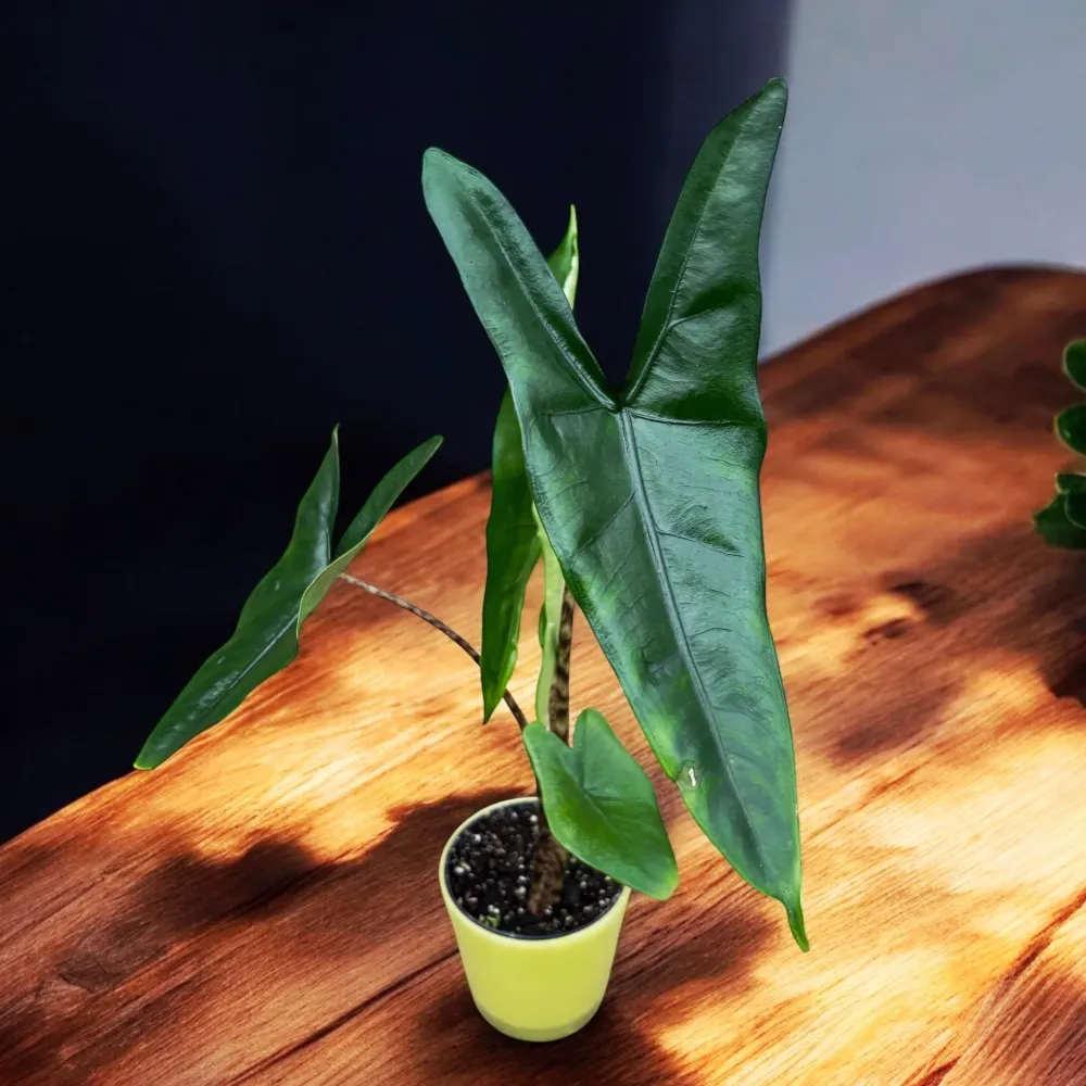 Alocasia zebrina