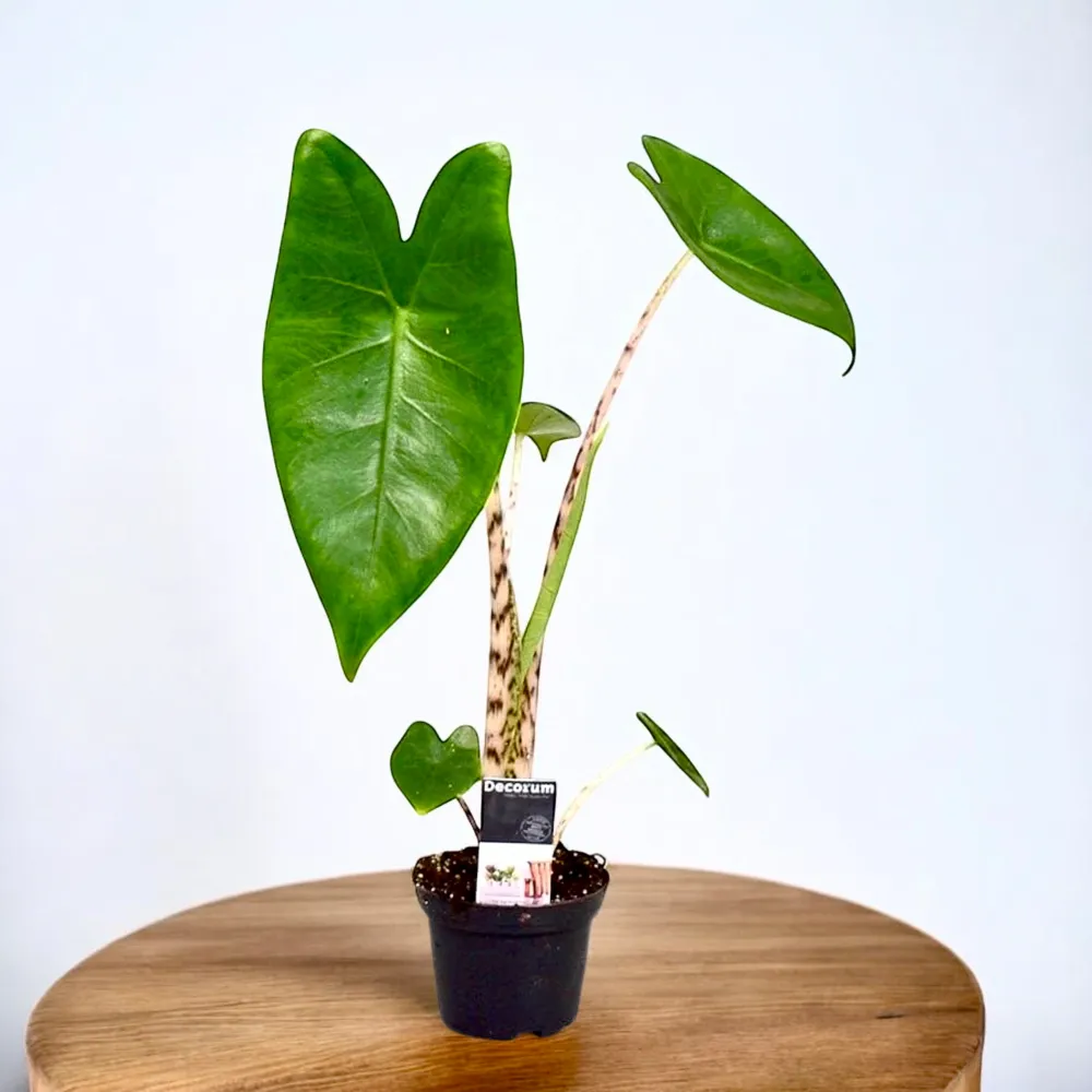 Alocasia zebrina