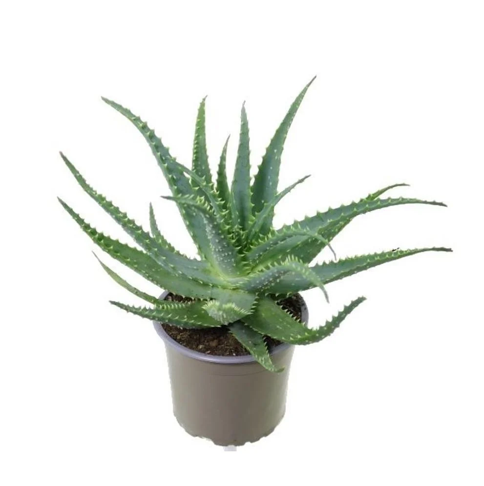 Aloe arborescens