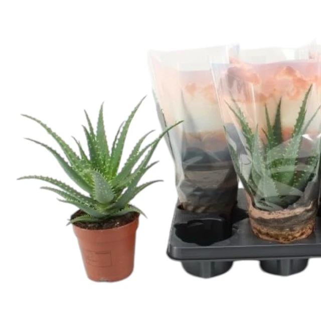 Aloe arborescens
