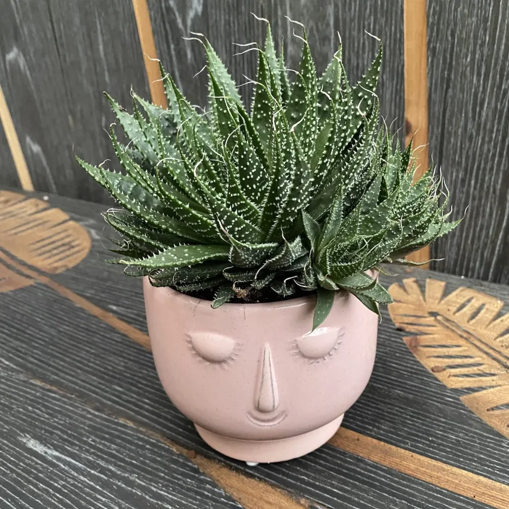 Aloe 'Aristata'