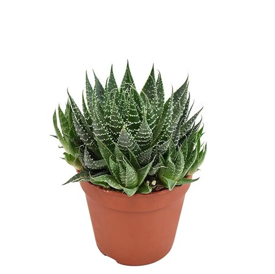 Aloe 'Aristata'