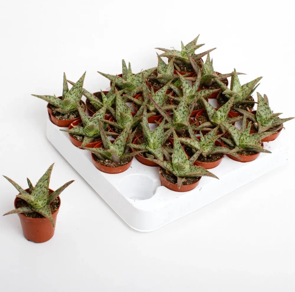 Aloe carola