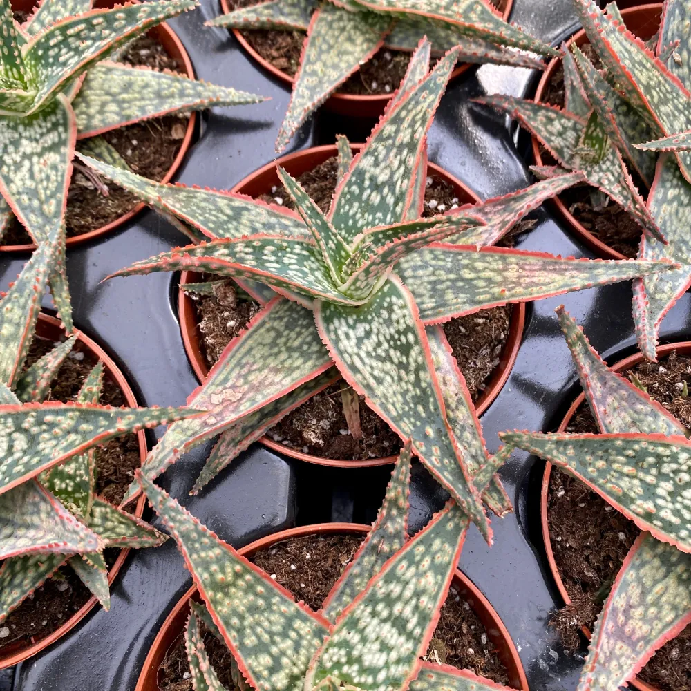Aloe Christmas Carol