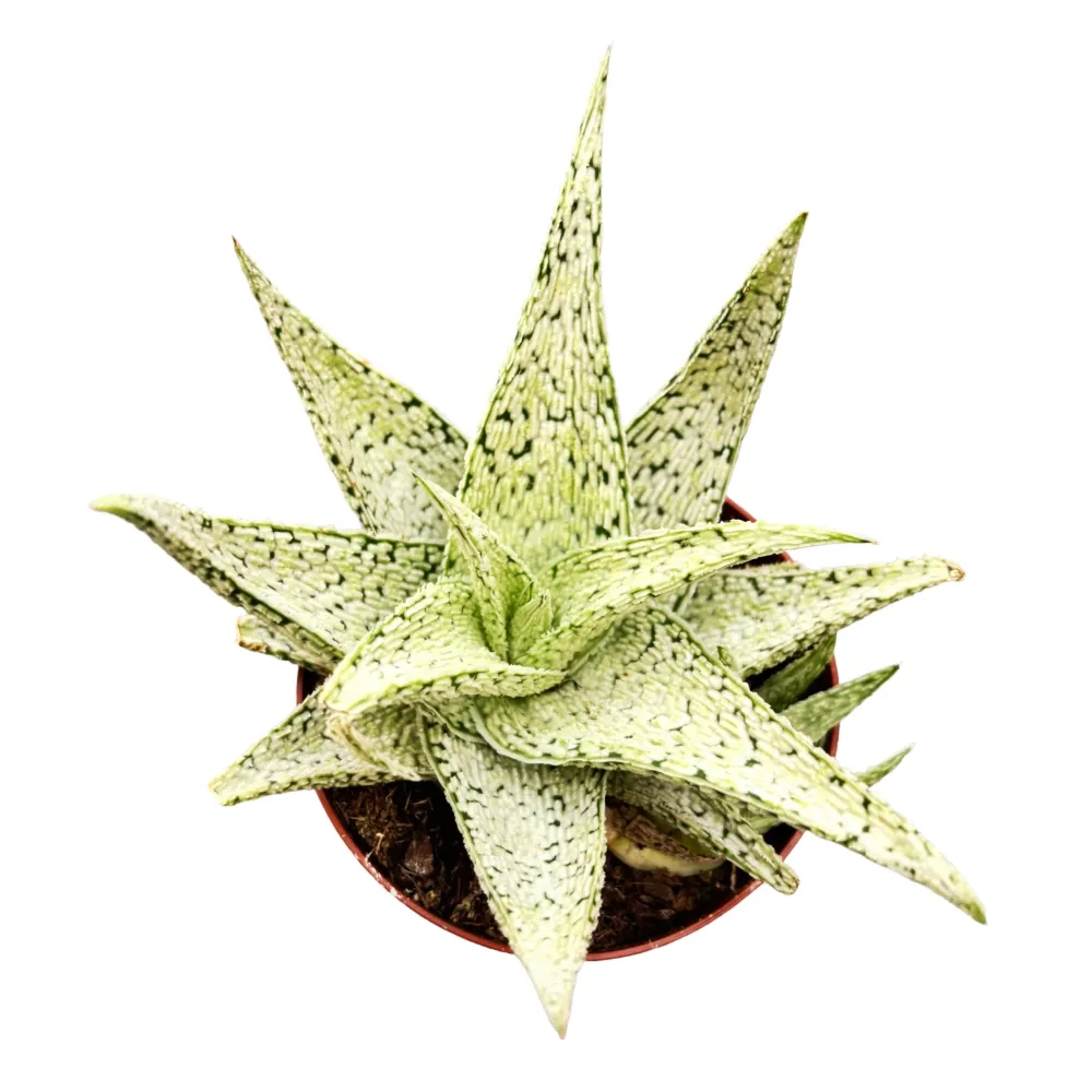 Aloe 'Desert Diamond'