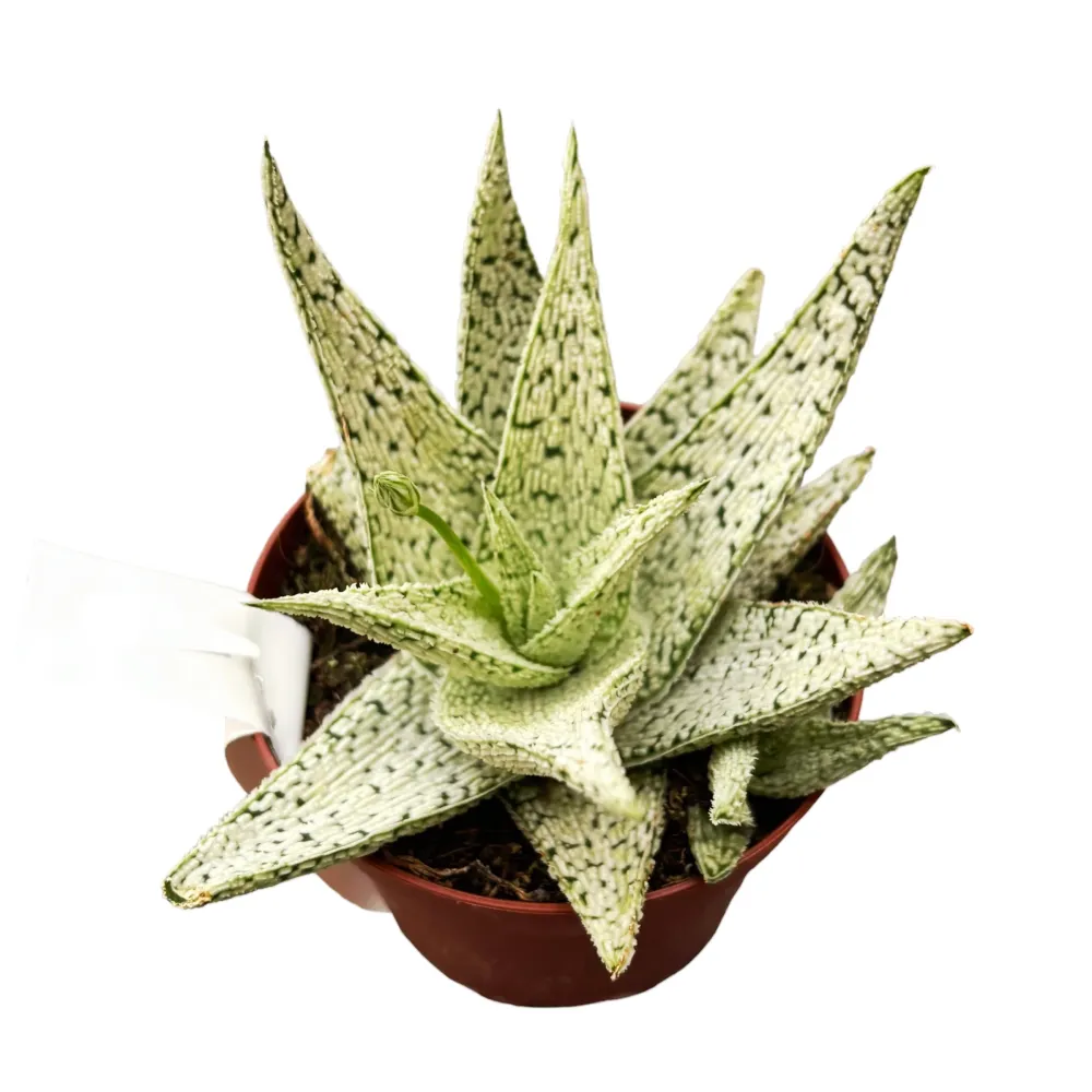 Aloe 'Desert Diamond'
