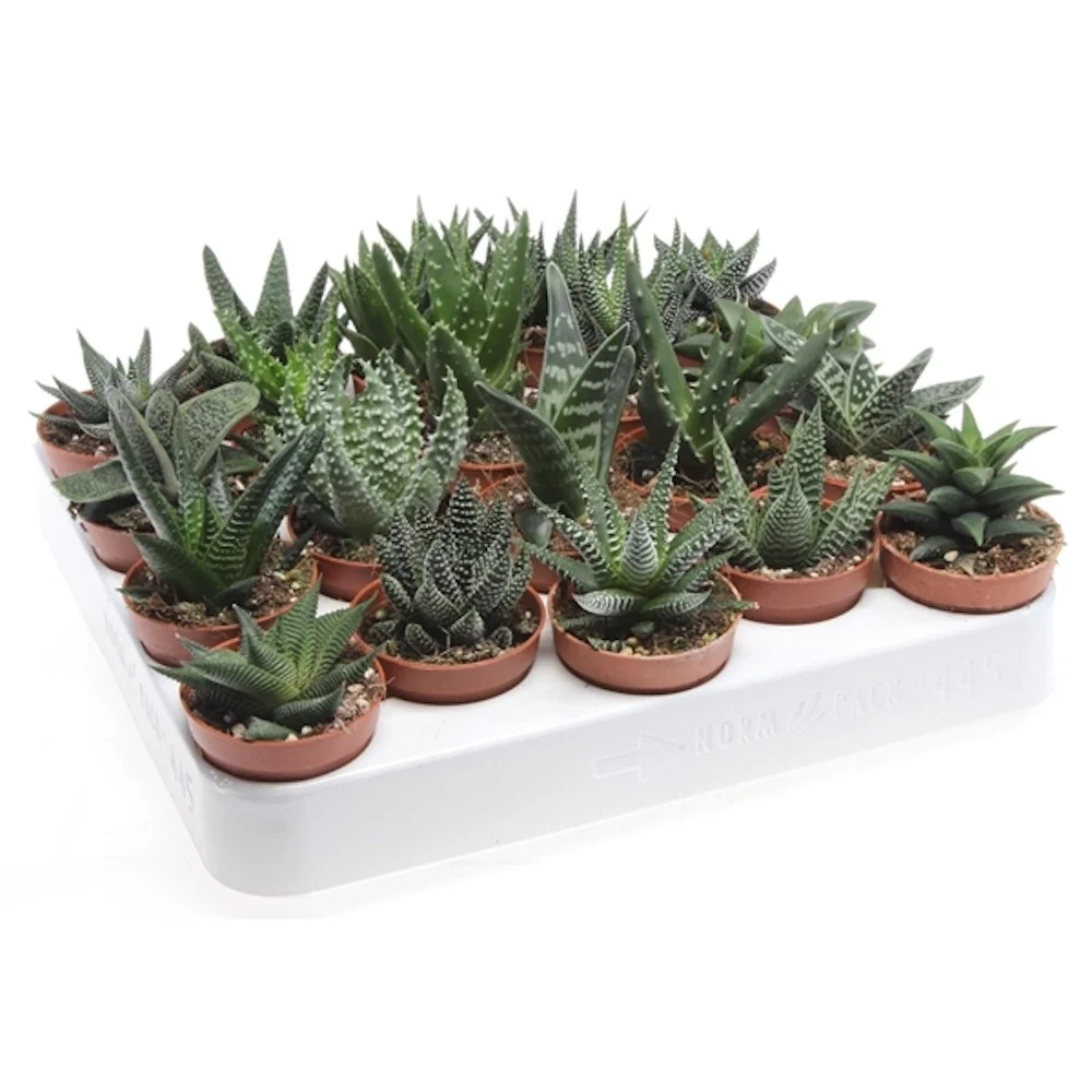 Aloe Haworthia - mix de specii