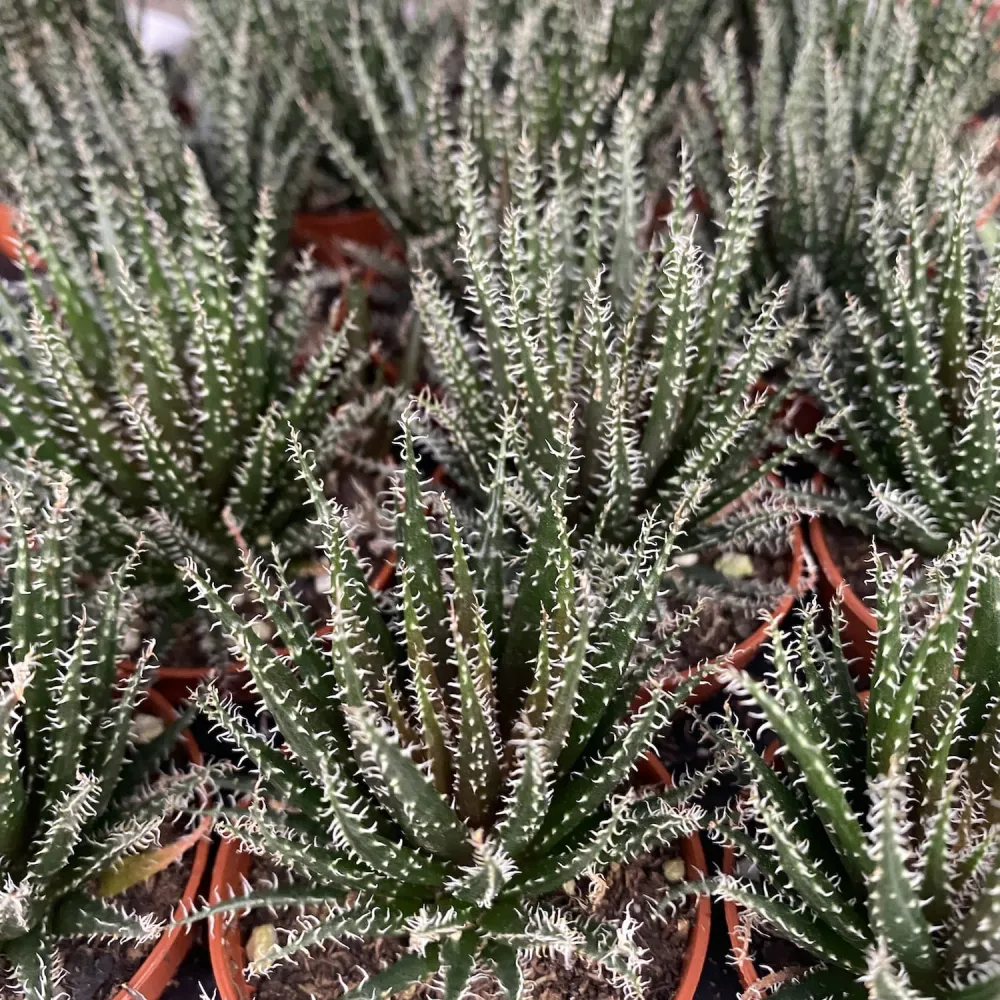 Aloe Haworthioides