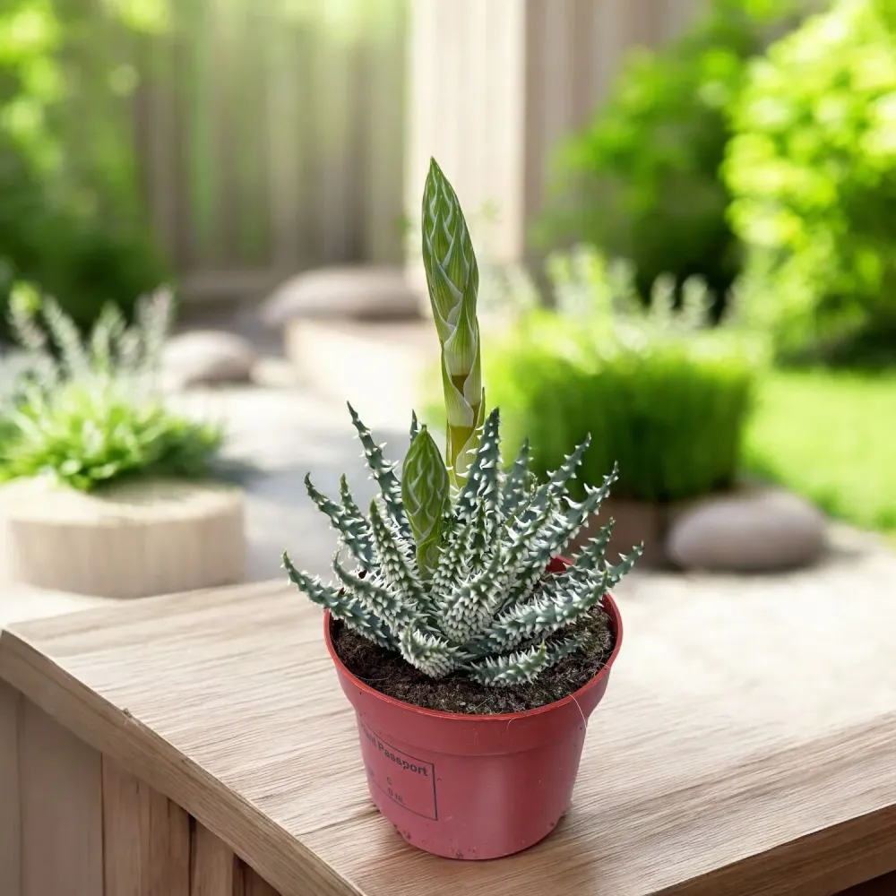 Aloe humilis