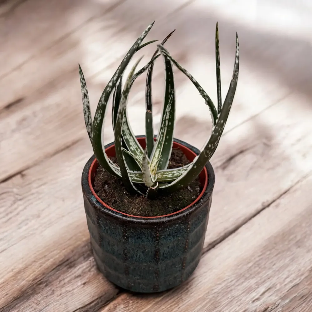 Aloe Maidu