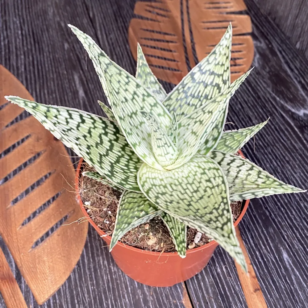 Aloe rauhii 'Demi'