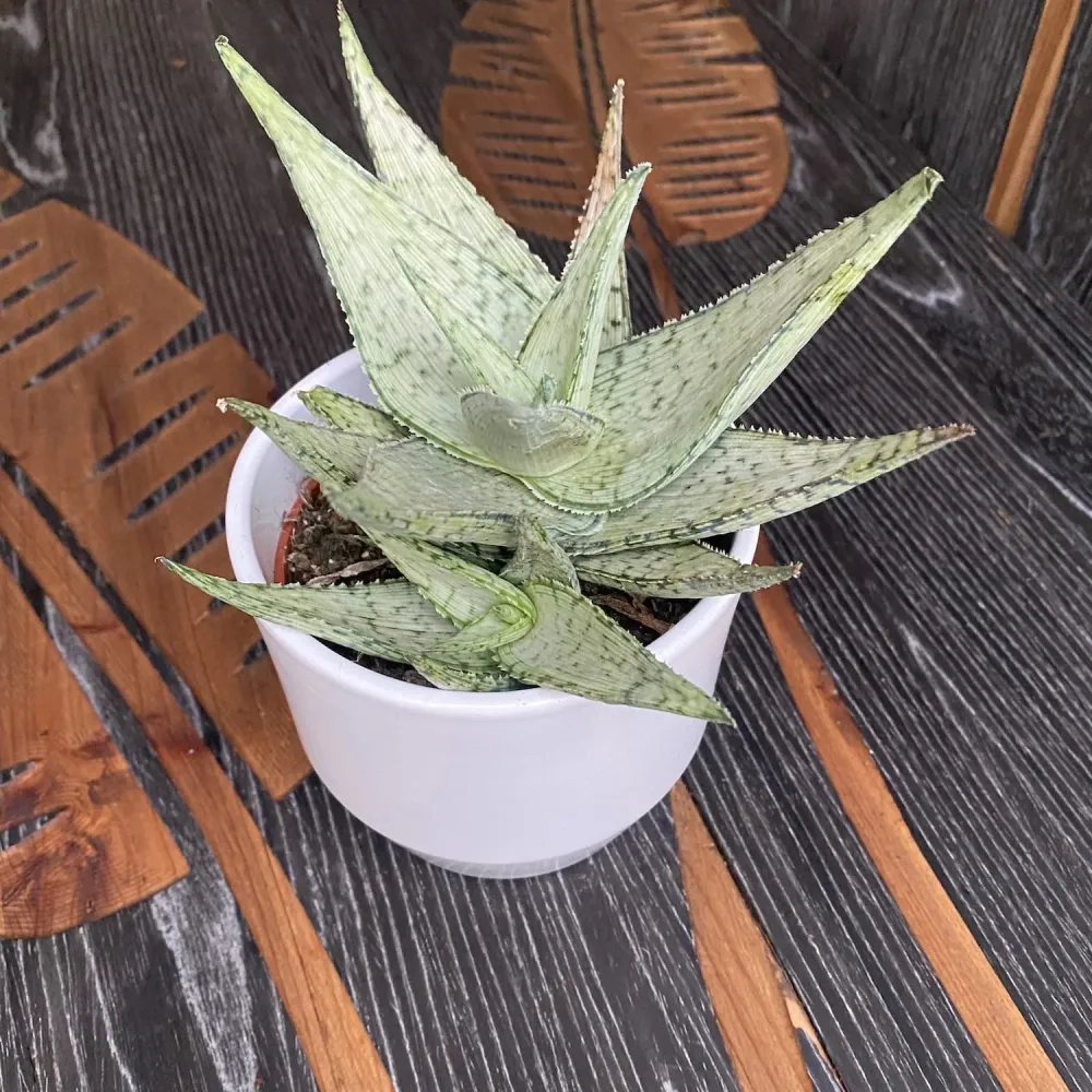 Aloe rauhii hybrid