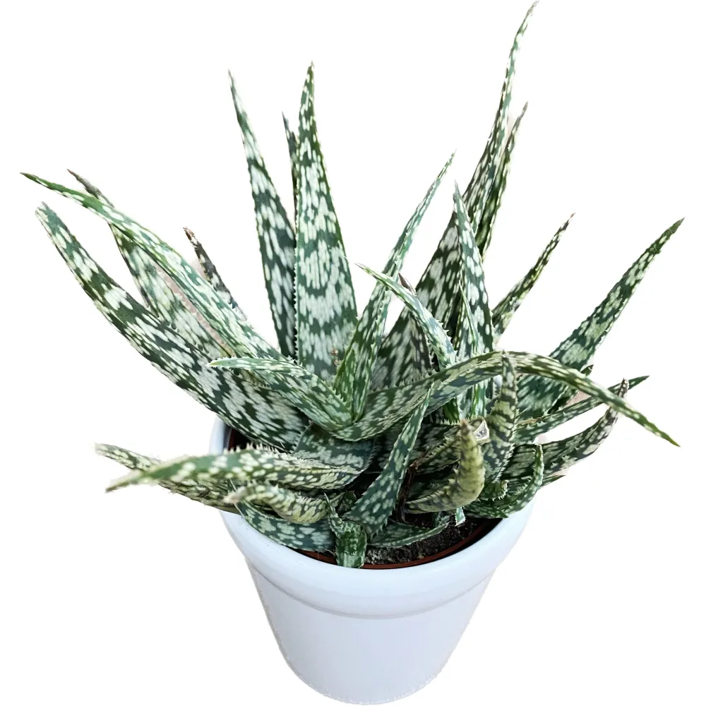 Aloe rauhii (Snowflake Aloe)